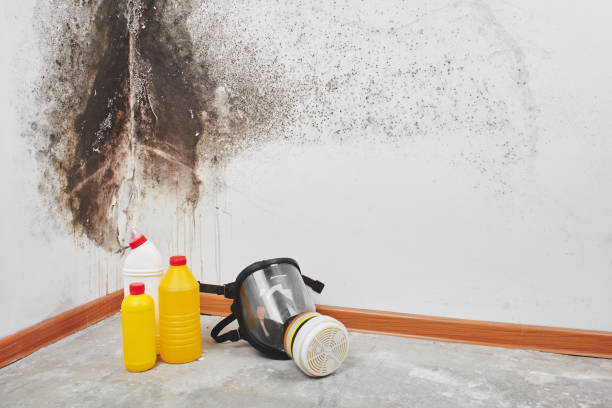 Best Biohazard Mold Removal  in USA